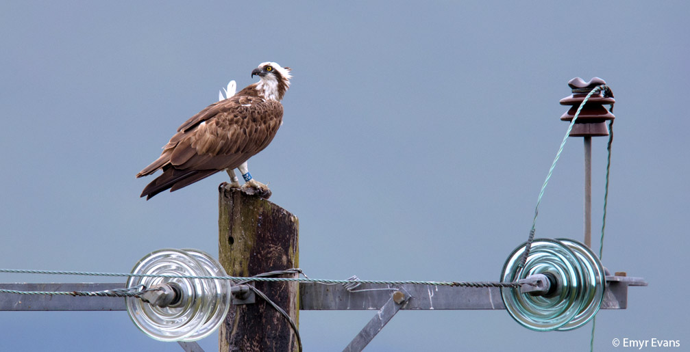 Blue 24 with a fish on her favourite power pole perch